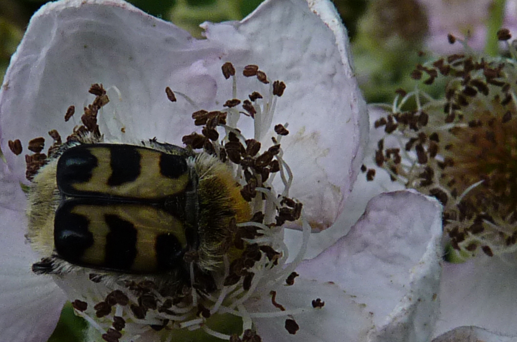 Pinselkäfer auf Brombeerblüte