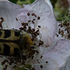 Pinselkäfer auf Brombeerblüte