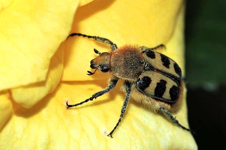 Pinselkäfer auf der Rosenblüte