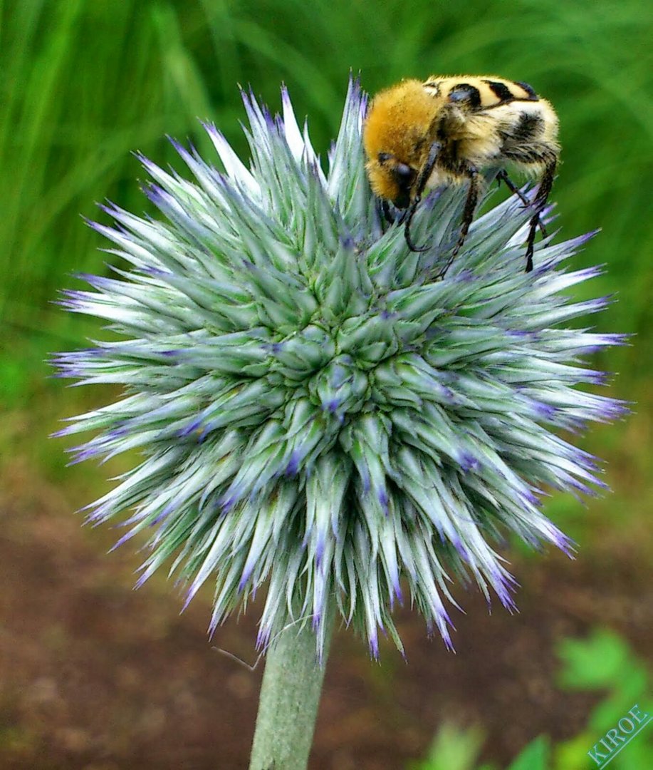 Pinselkäfer auf Distel