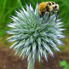 Pinselkäfer auf Distel