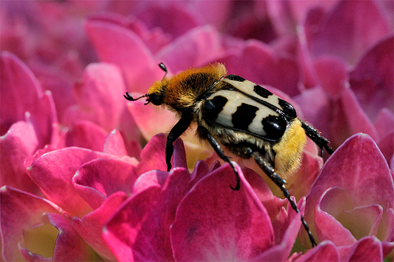 Pinselkäfer auf Hortensie