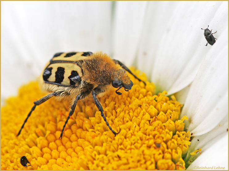 Pinselkäfer auf Margerite