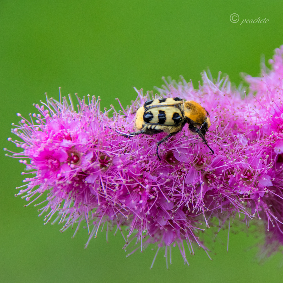 Pinselkäfer auf Sommerspiere