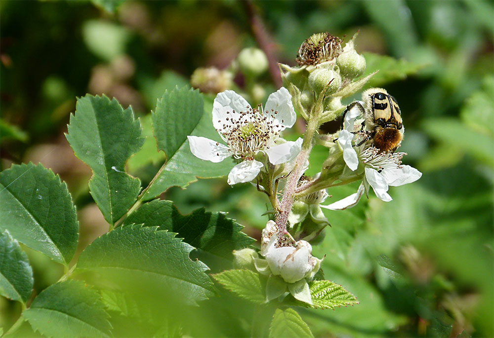 Pinselkäfer