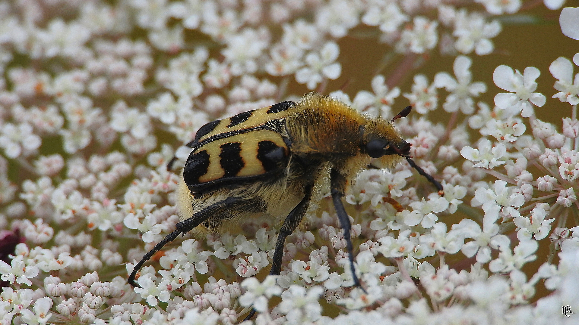 Pinselkäfer