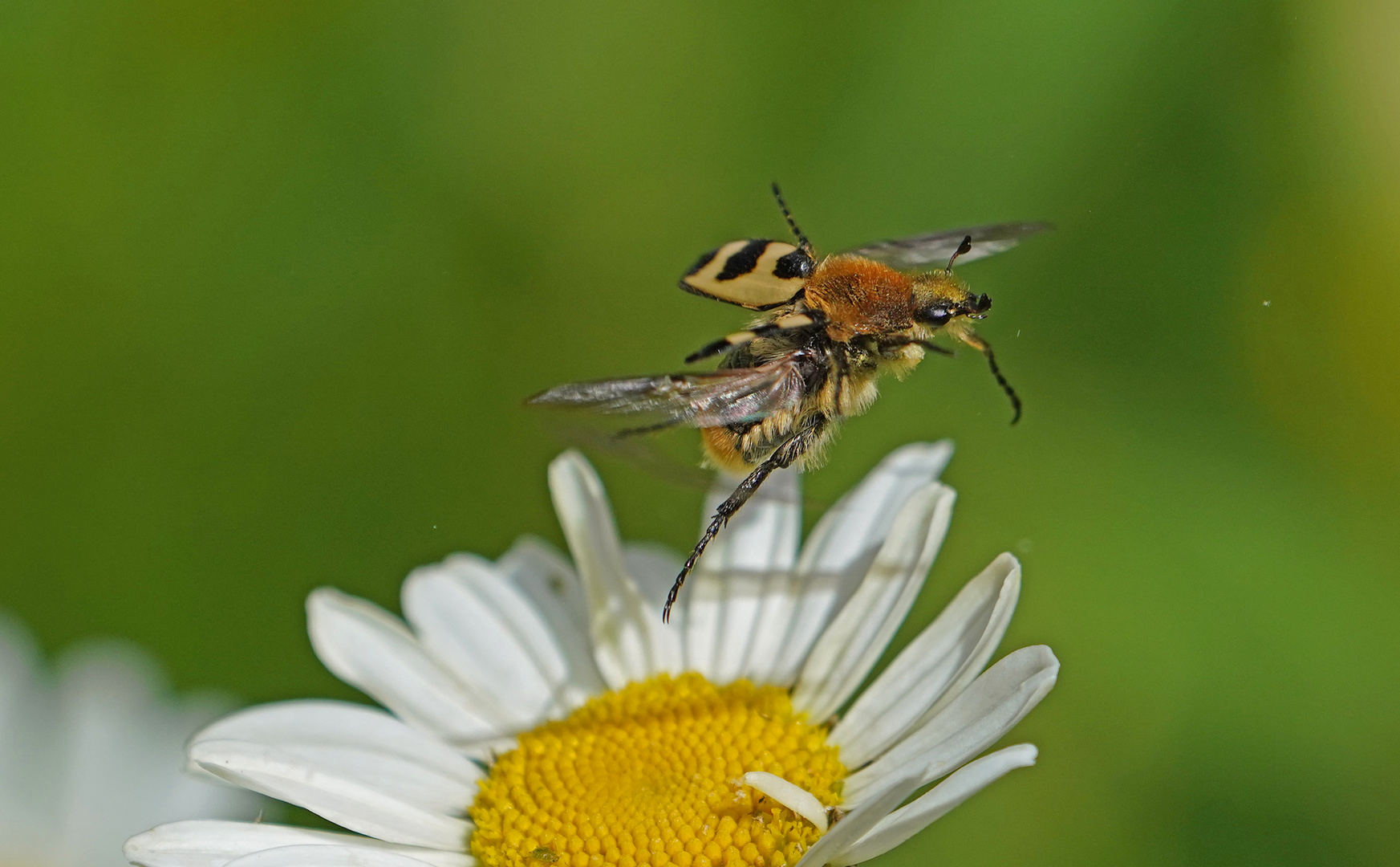 Pinselkäfer