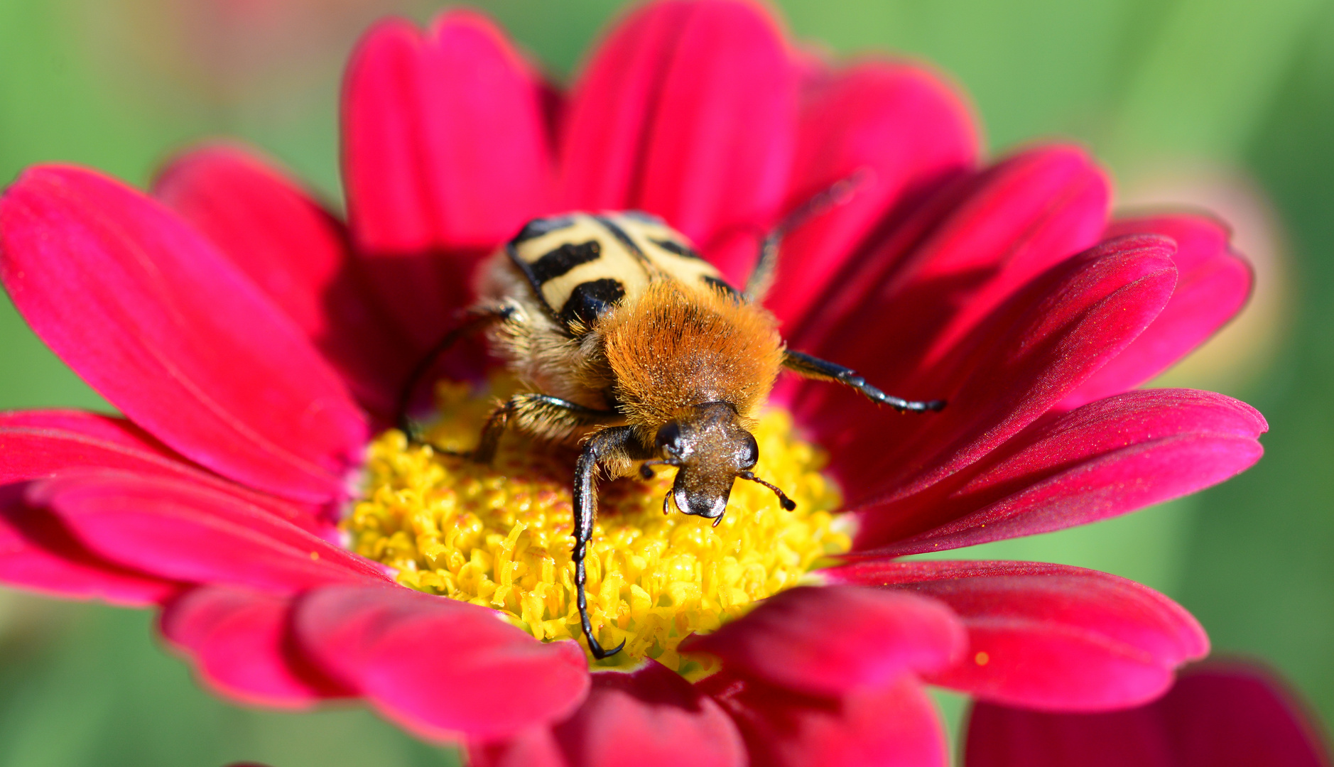 Pinselkäfer bei der Arbeit