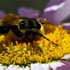 Pinselkäfer beim Naschen