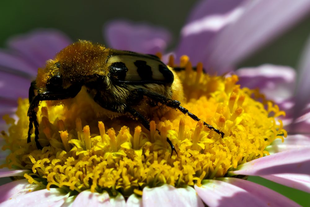 Pinselkäfer beim Naschen