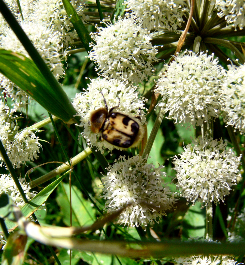 Pinselkäfer