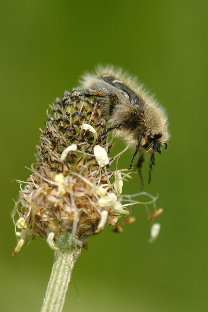 Pinselkäfer