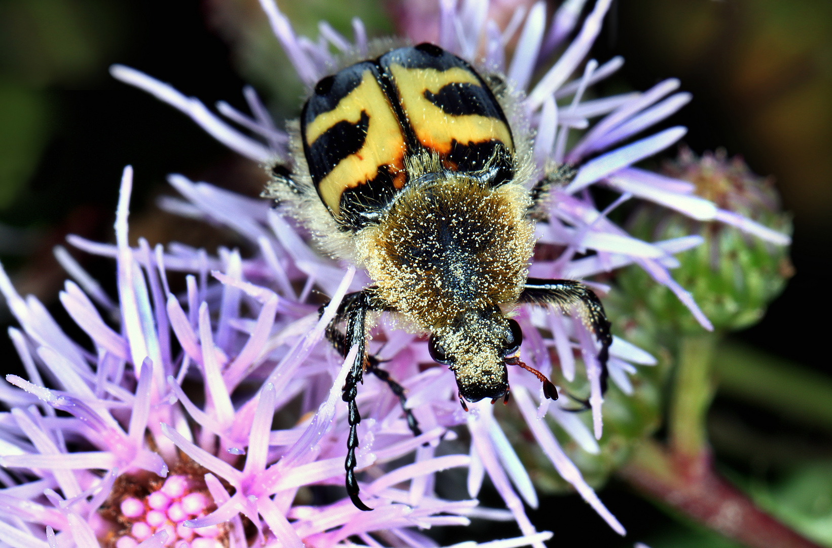 Pinselkäfer, Eurasian bee beetle, Trichius fasciatus