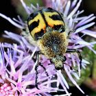 Pinselkäfer, Eurasian bee beetle, Trichius fasciatus