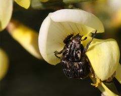 Pinselkäfer ?