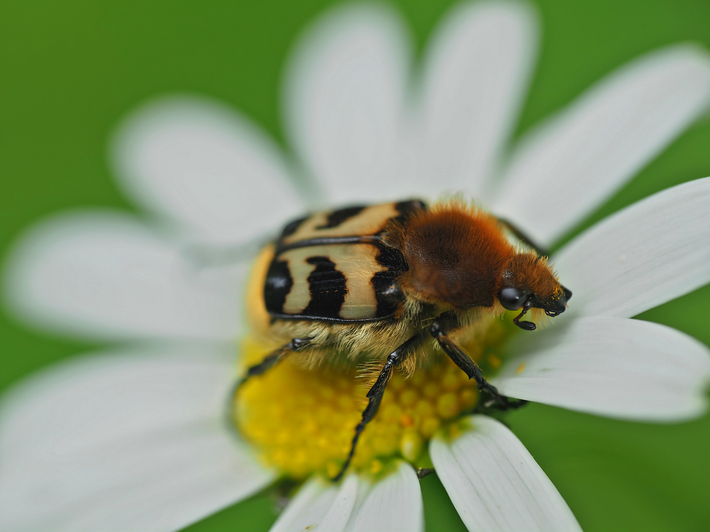 Pinselkäfer