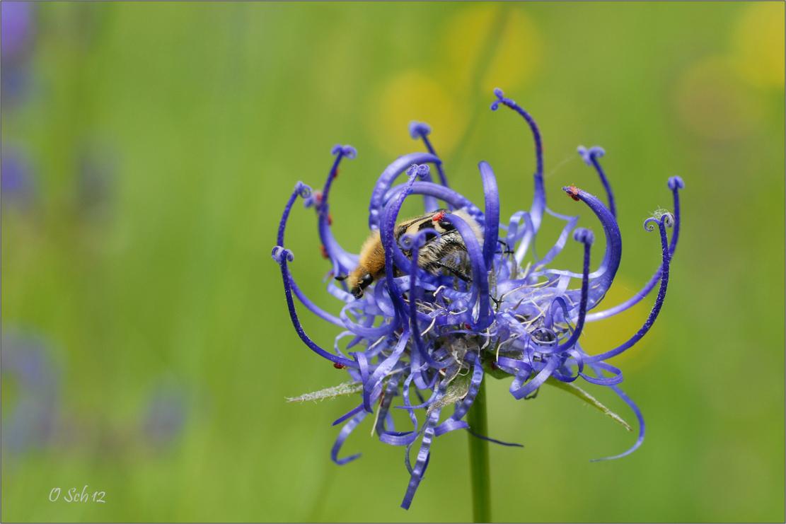 Pinselkäfer im Blumenkäfig