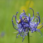 Pinselkäfer im Blumenkäfig