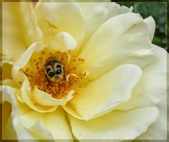 Pinselkäfer in einer Rose