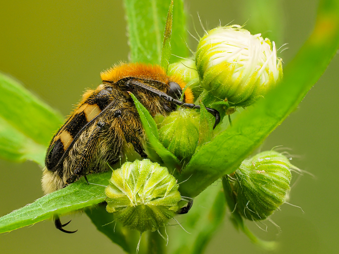 Pinselkäfer (Trichius fasciatus)