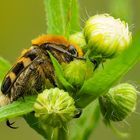 Pinselkäfer (Trichius fasciatus)