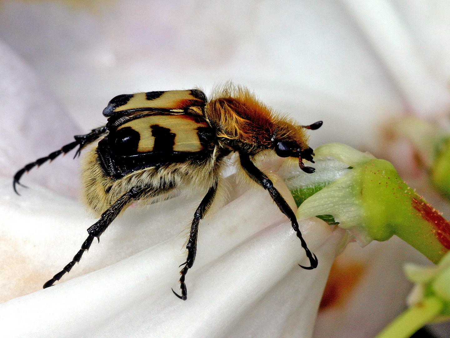 Pinselkäfer (Trichius fasciatus)......