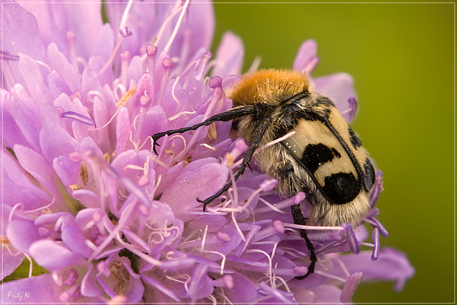 Pinselkäfer "Trichius fasciatus"