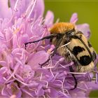 Pinselkäfer "Trichius fasciatus"