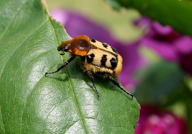 Pinselkäfer - Trichius fasciatus