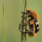 Pinselkäfer (Trichius fasciatus)