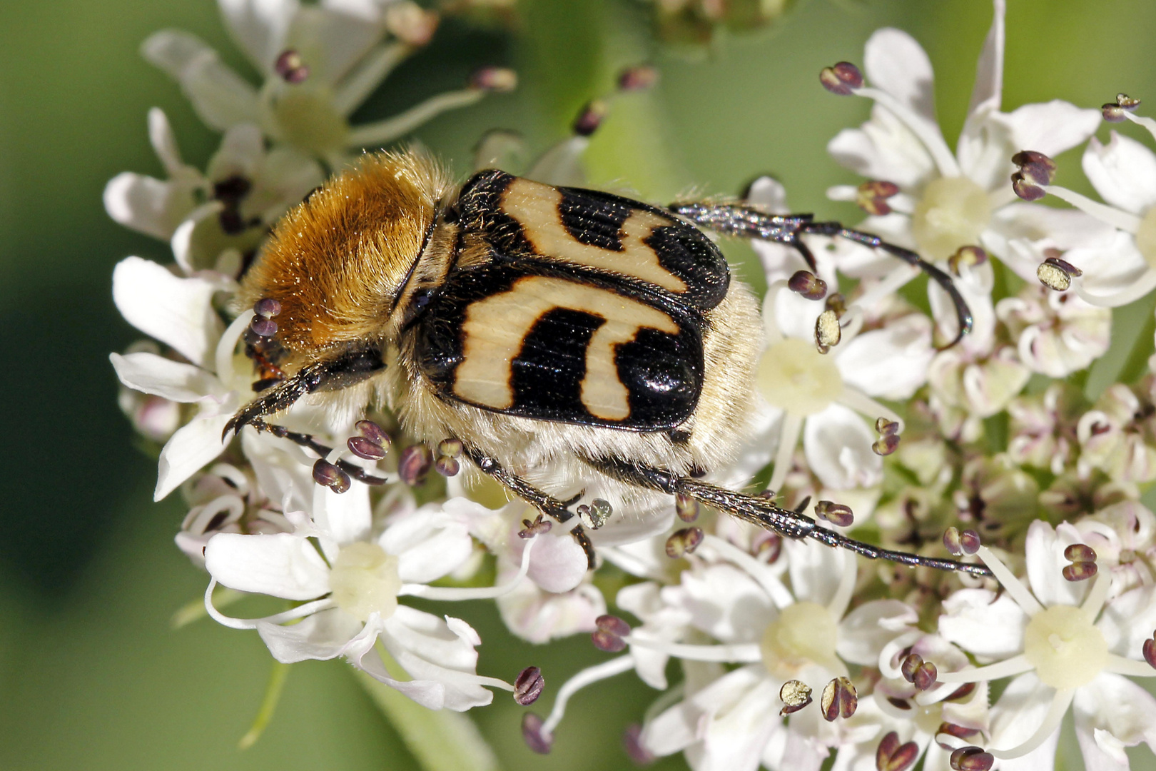 Pinselkäfer (Trichius fasciatus)