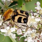 Pinselkäfer (Trichius fasciatus)