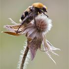 Pinselkäfer (Trichius fasciatus)