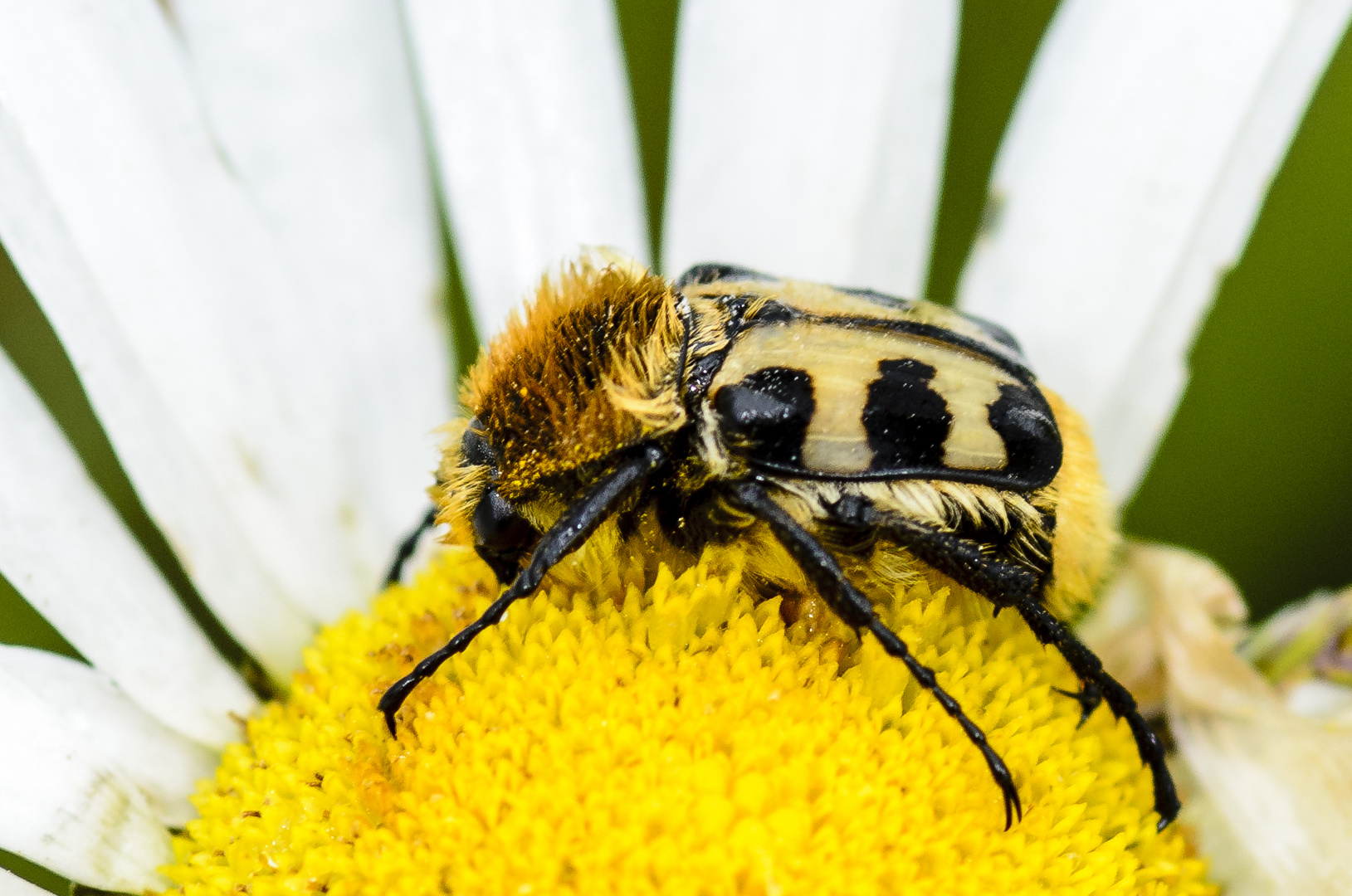 Pinselkäfer (Trichius fasciatus)