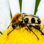 Pinselkäfer (Trichius fasciatus)