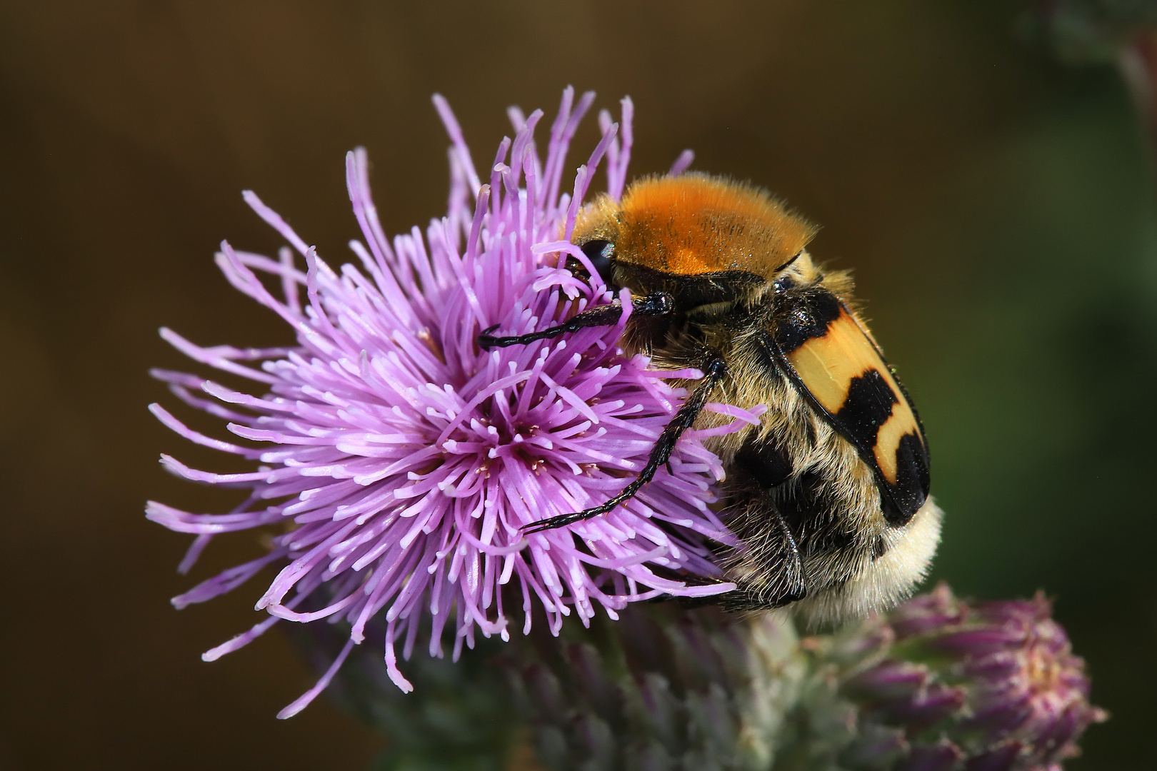 Pinselkäfer, Trichius fasciatus, Ackerkratzdistel-Blüte