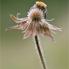 Pinselkäfer (Trichius fasciatus)