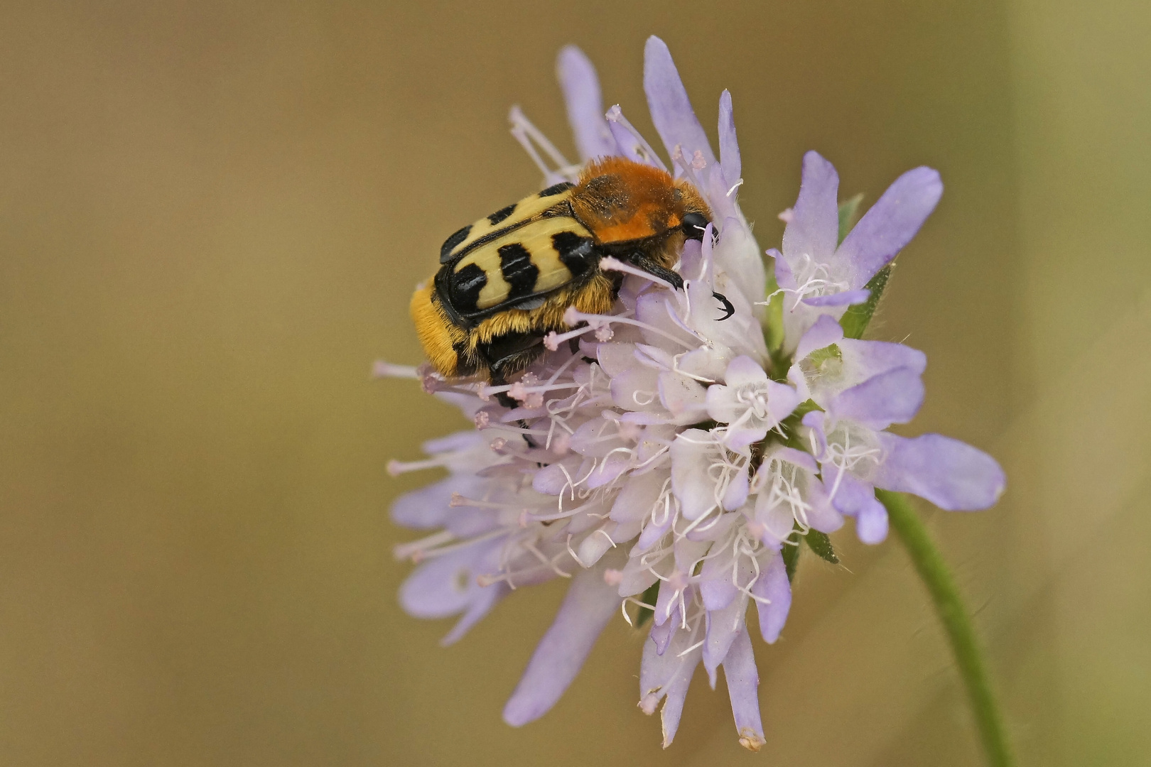 Pinselkäfer (Trichius fasciatus)