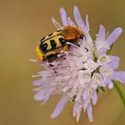 Pinselkäfer (Trichius fasciatus)