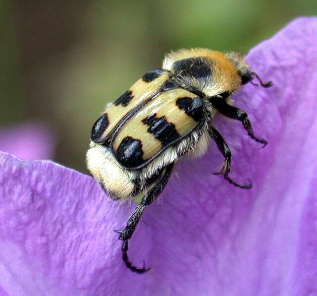 Pinselkäfer (Trichius fasciatus)..