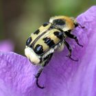 Pinselkäfer (Trichius fasciatus)..