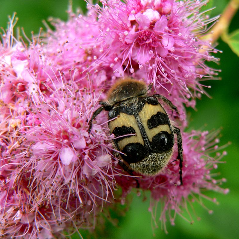 Pinselkäfer [Trichius fasciatus]