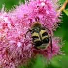 Pinselkäfer [Trichius fasciatus]