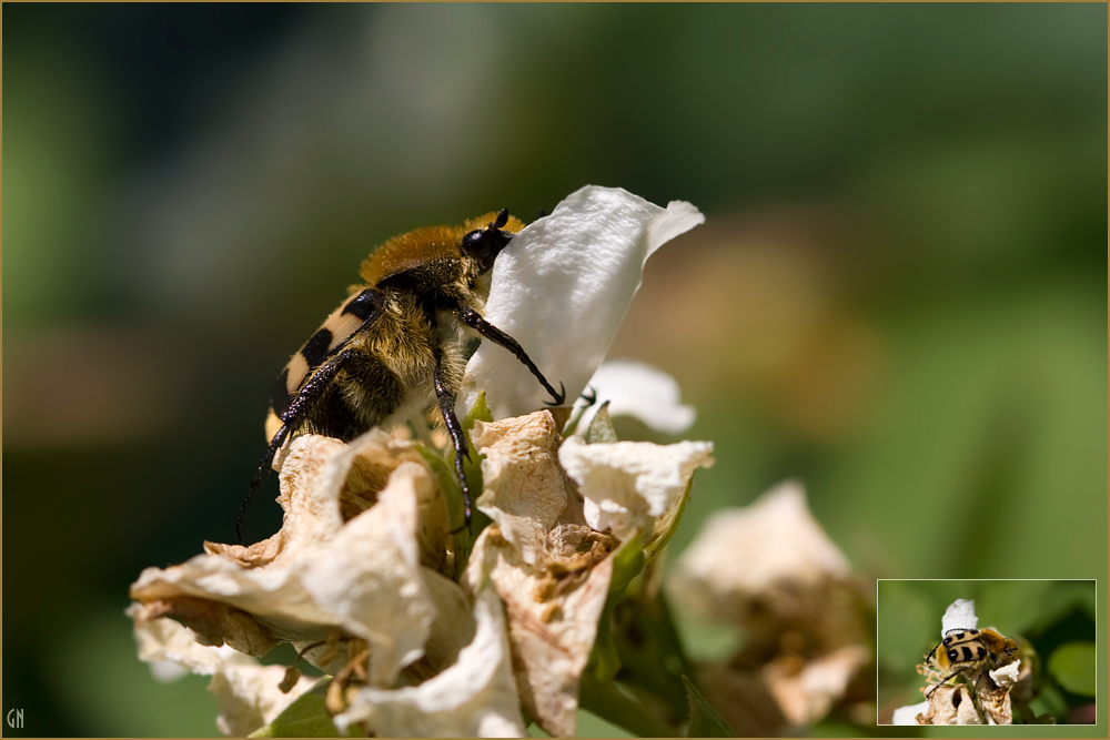 Pinselkäfer (Trichius fasciatus)