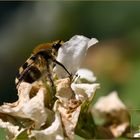 Pinselkäfer (Trichius fasciatus)