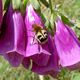 Pinselkfer (Trichius fasciatus) - Familie Blatthornkfer (Scarabaeidae)