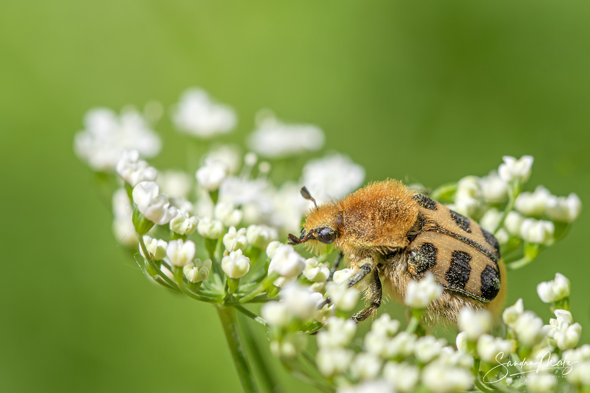 Pinselkäfer (Trichius gallicus) für Charly