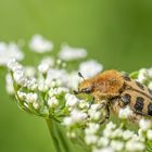 Pinselkäfer (Trichius gallicus) für Charly