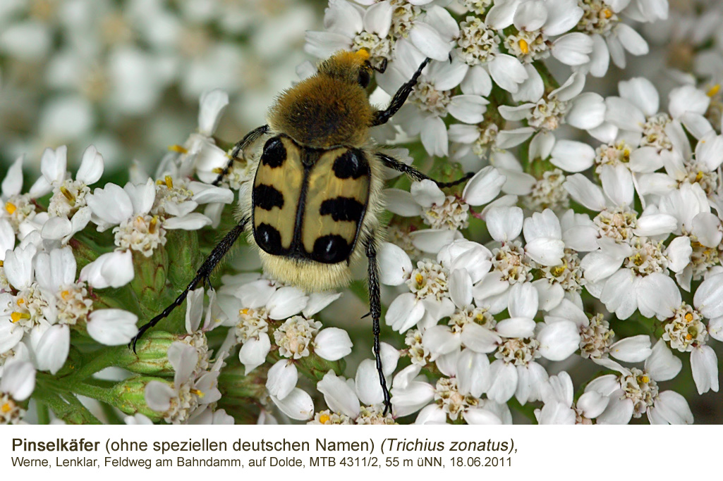 Pinselkäfer (Trichius zonatus)