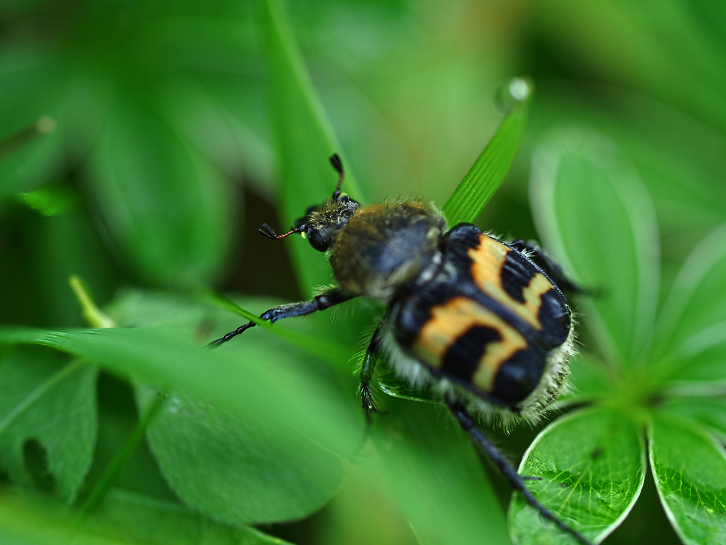 Pinselkäfer Trichius zonatus